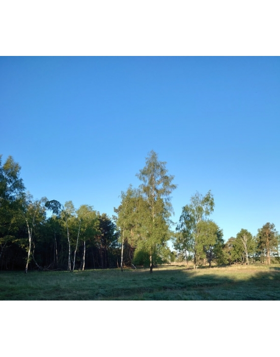 BETULLA Essenze Floreali Betula pendula