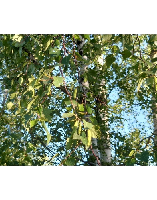 BIRKE Blüten Miracle Essences Blütenessenzen Betula pendula