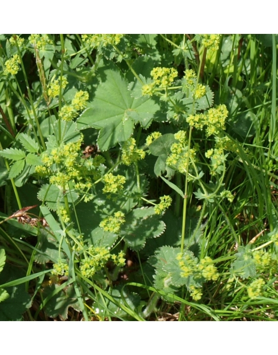 ALCHEMILLA lLady's Mantle Miracle Essences flower essences