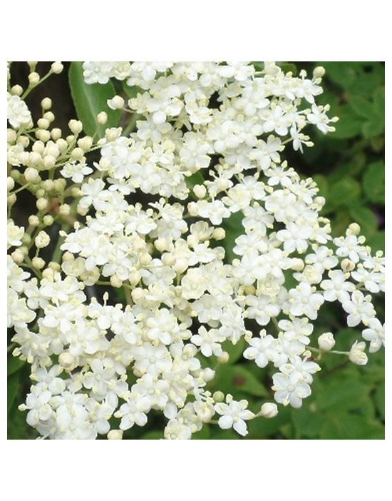 ELDER Miracle Essences flower essences Sambucus nigra