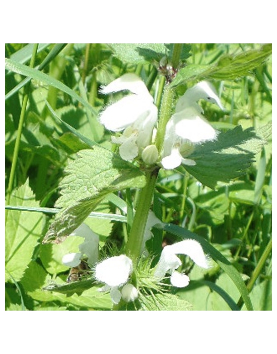 WHITE DEADNETTLE Lamium album Miracle Essences flower essences