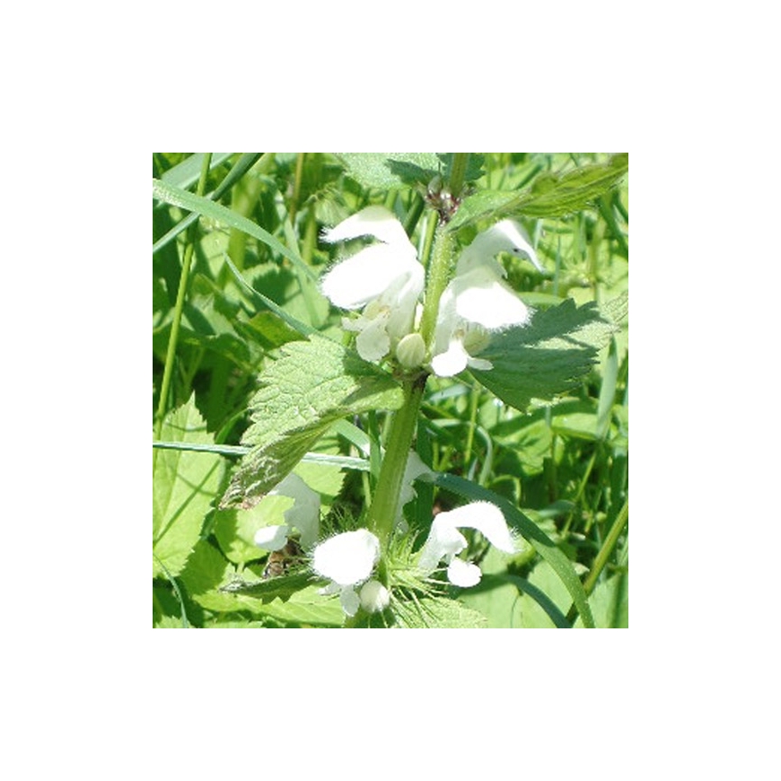 Weiße Taubnessel Lamium album Blüte Miracle Essences Blütenessenzen