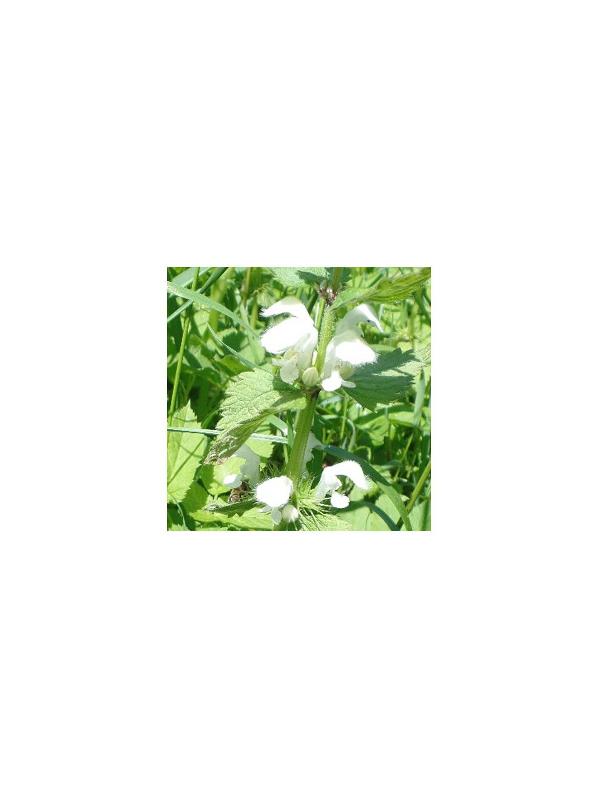 WHITE DEADNETTLE Lamium album Miracle Essences flower essences