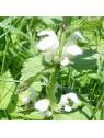 WHITE DEADNETTLE Lamium album Miracle Essences flower essences