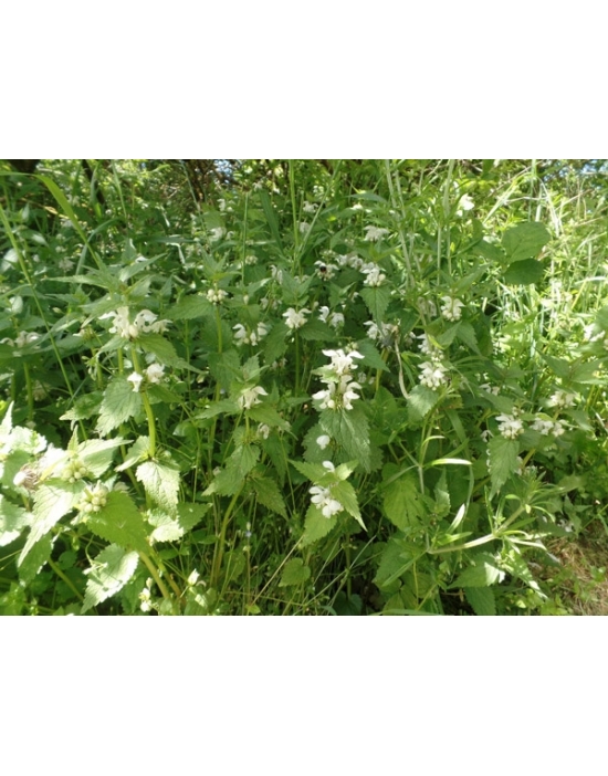 Weiße Taubnessel Lamium album Pflanzen Miracle Essences Blütenessenzen