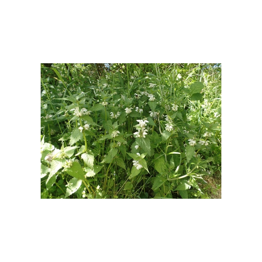Lamium album WHITE DEADNETTLE Miracle Essences flower essences