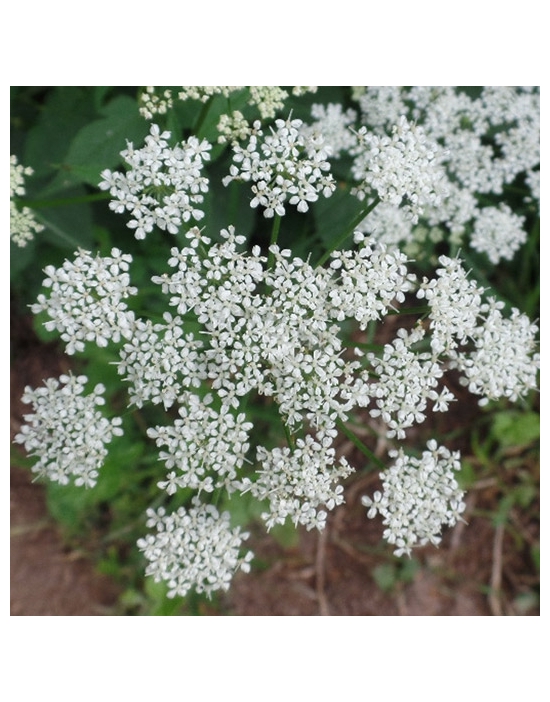 CASTALDA Miracle Essences essenze floreali Aegopodium podagraria