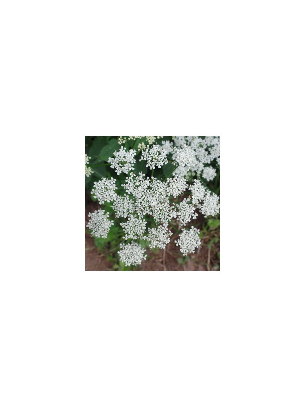 GROUND ELDER Miracle Essences flower essences Aegopodium podagraria