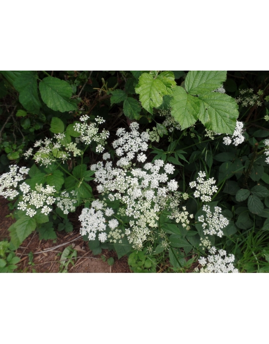 GIERSCH Pflanze Miracle Essences Blütenessenzen Aegopodium podagraria