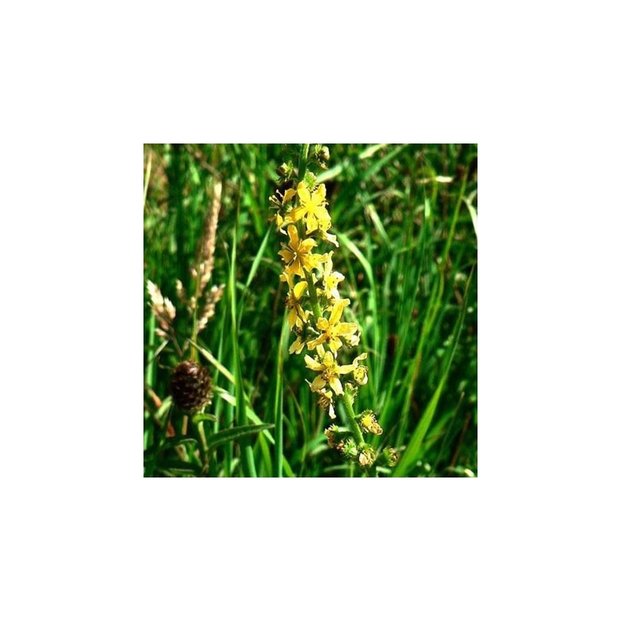 Agrimony no. 1 pillules Just's Organic Bach Flower Pillules