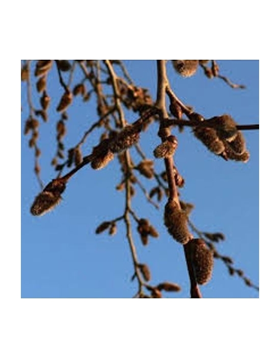 Aspen no. 2 Just's Organic Bach Flower Essences Pillules