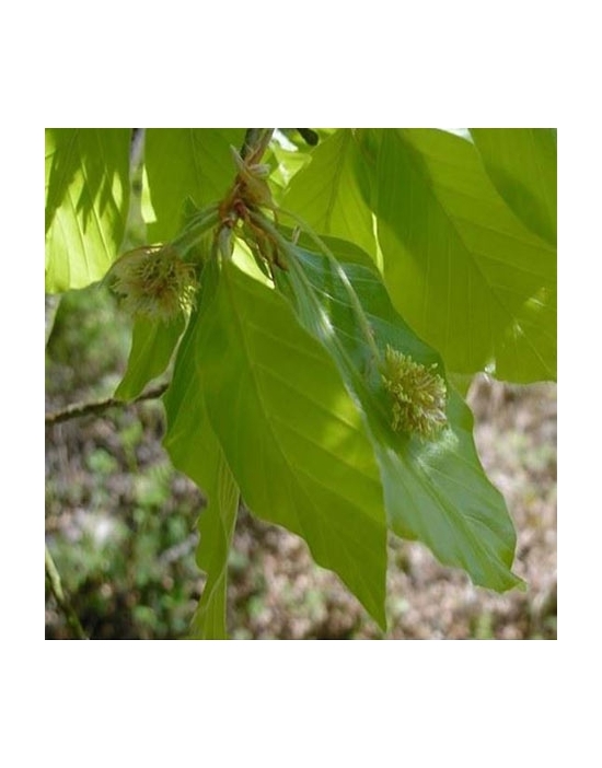 Globuli Beech Nr. 3 Fiori di Bach BIO   - senza alcol