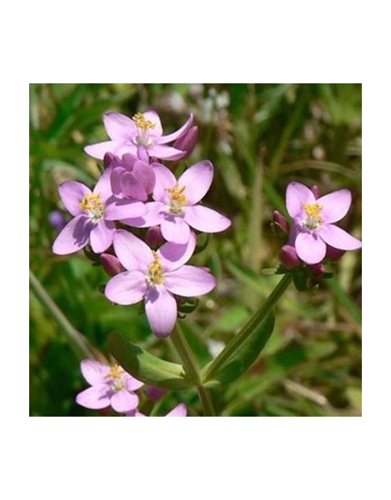 Globuli centaury Nr. 4 Fiori di Bach BIO   - senza alcol