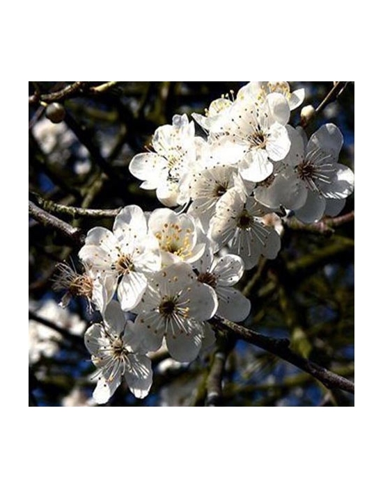 Pillules Cherry Plum no. 6 Just's Organic Bach Flower Essences
