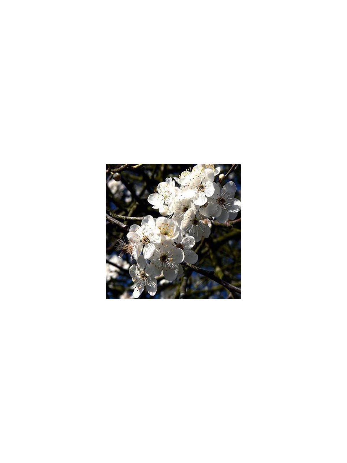 Globuli Cherry Plum Nr. 6 Fiori di Bach BIO pillole/granuli