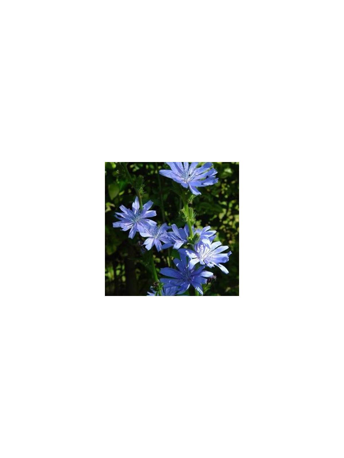 Chicory Nr. 8 original englische Bio Bachblüten Wegwarte