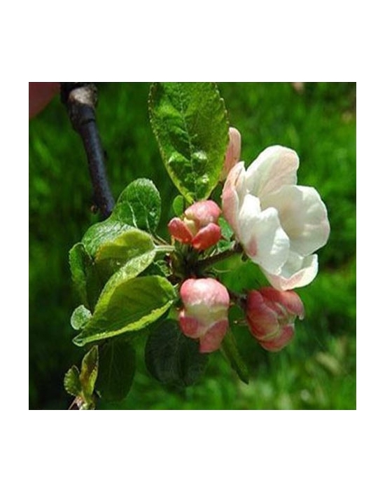 Crab Apple no. 10 globules Just's Organic Bach Flowers