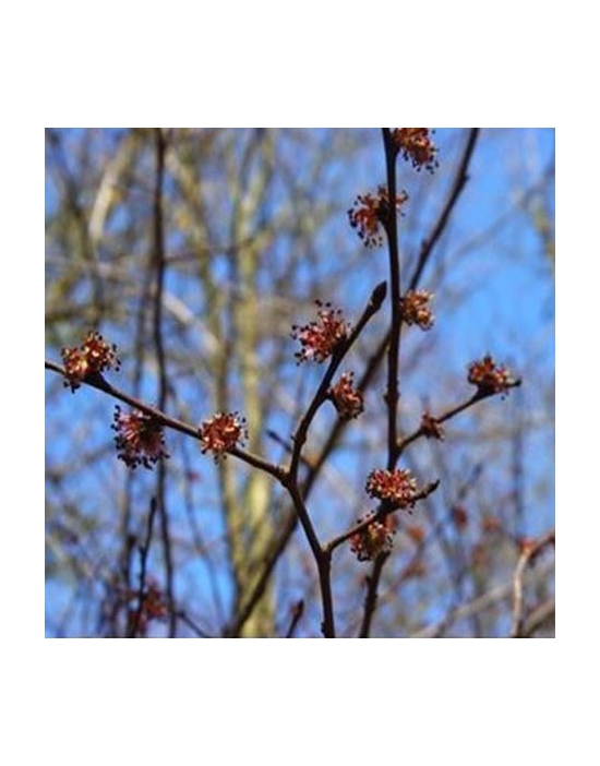 Agrimony no. 11 pillules Just's Organic Bach Flower Pillules