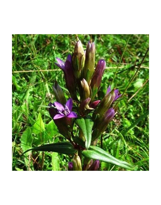 Gentian no. 12 globules Just's Organic Bach Flowers