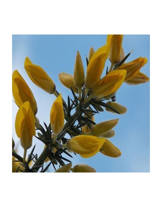 Gorse no. 13 globules Just's Organic Bach Flowers