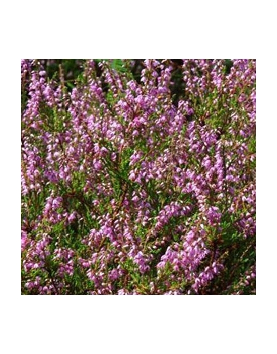 Heather Nr. 14 original englische Bio Bachblüten Heidekraut