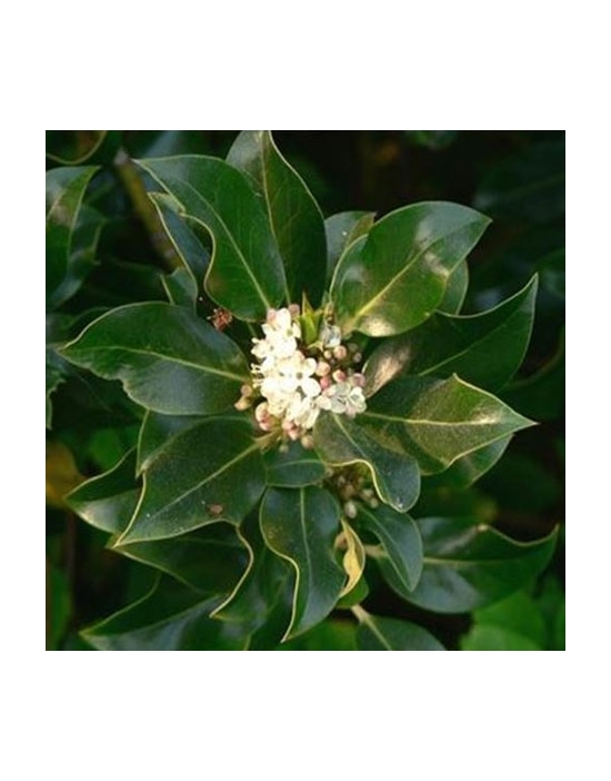 Holly no. 15 Just's Organic Bach