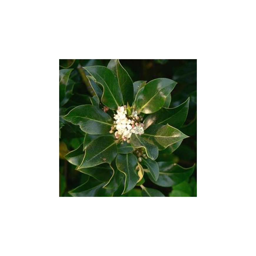 Holly Nr. 15 original englische Bio Bachblüten Stechpalme