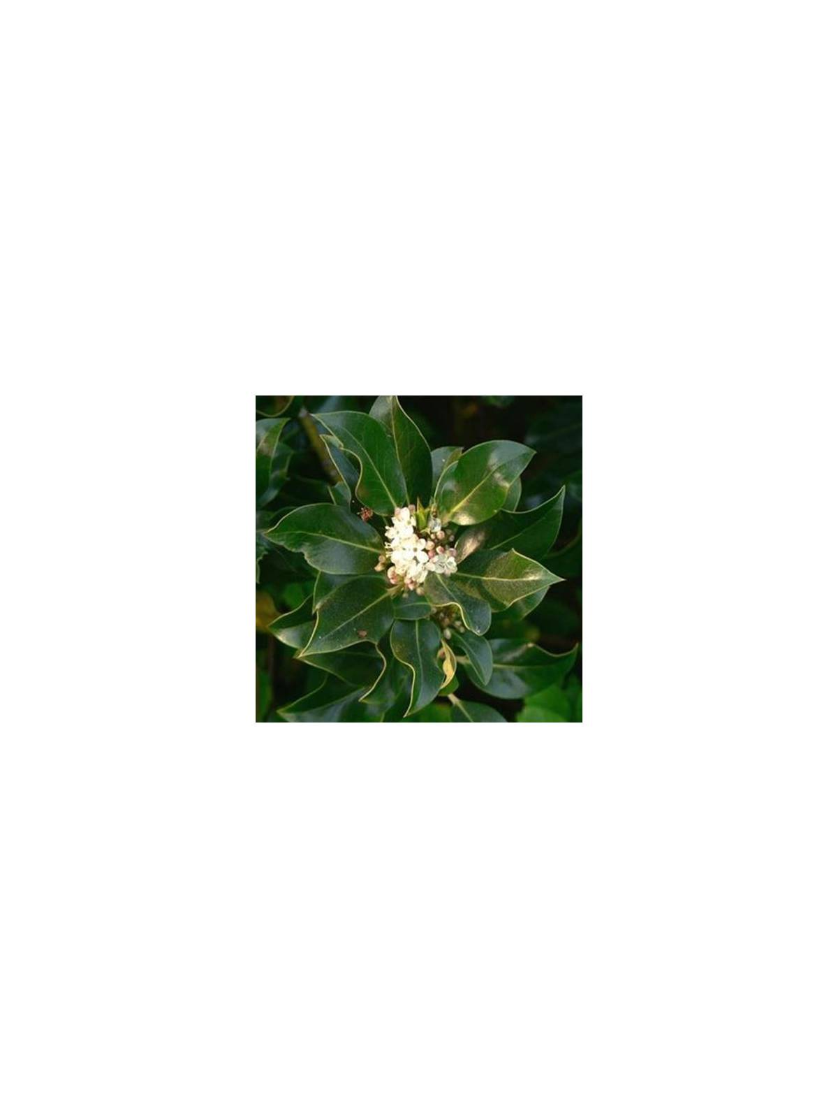 Holly Nr. 15 original englische Bio Bachblüten Stechpalme
