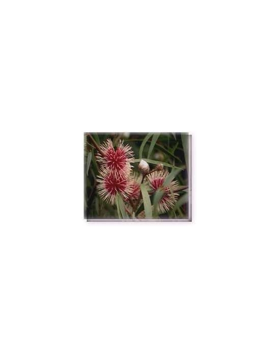 Pinkcushion Hakea Living Essences