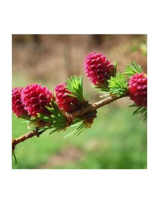 Globuli Larch Nr. 19 Fiori di Bach