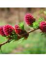 Larch no. 19 globules Just´s Organic Bach Flowers