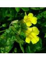Mimulus no. 20 globules Just´s Organic Bach Flowers