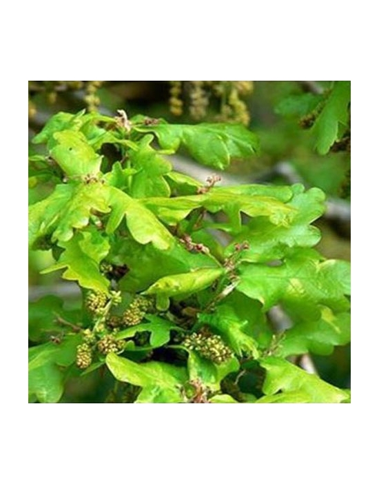 Oak No. 22  Just's Organic Bach Flowers