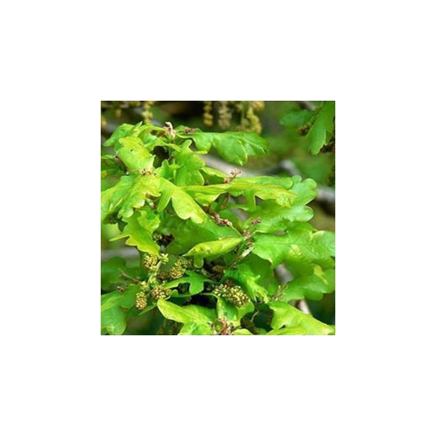 Globuli Oak Nr. 22 Fiori di Bach BIO granuli