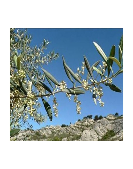 Olive Nr. 23 original englische Bio Bachblüten Olive