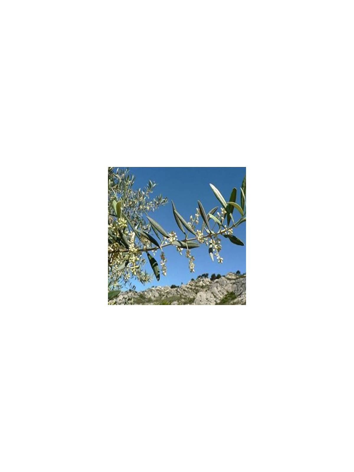 Globuli Olive no. 23 Just's Organic Bach Flower Pillules