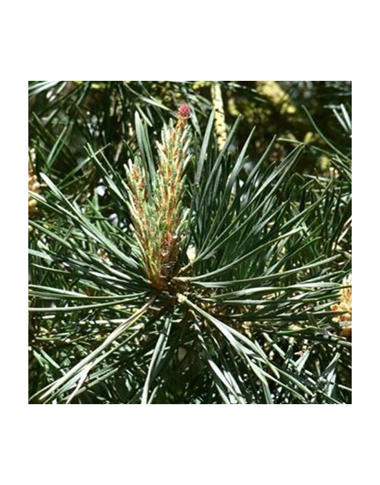 Pine No. 24 Globuli Just´s...