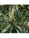 Pine no. 24 globules Just´s Organic Bach Flowers