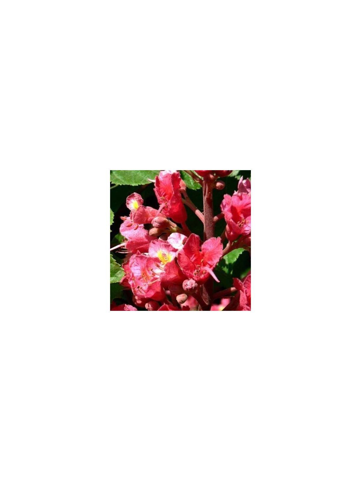 Red Chestnut No. 25 Globuli Just´s Organic Bach Flowers