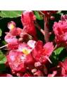 Red Chestnut Nr. 25 original englische Bio Bachblüten  Rote Kastanie