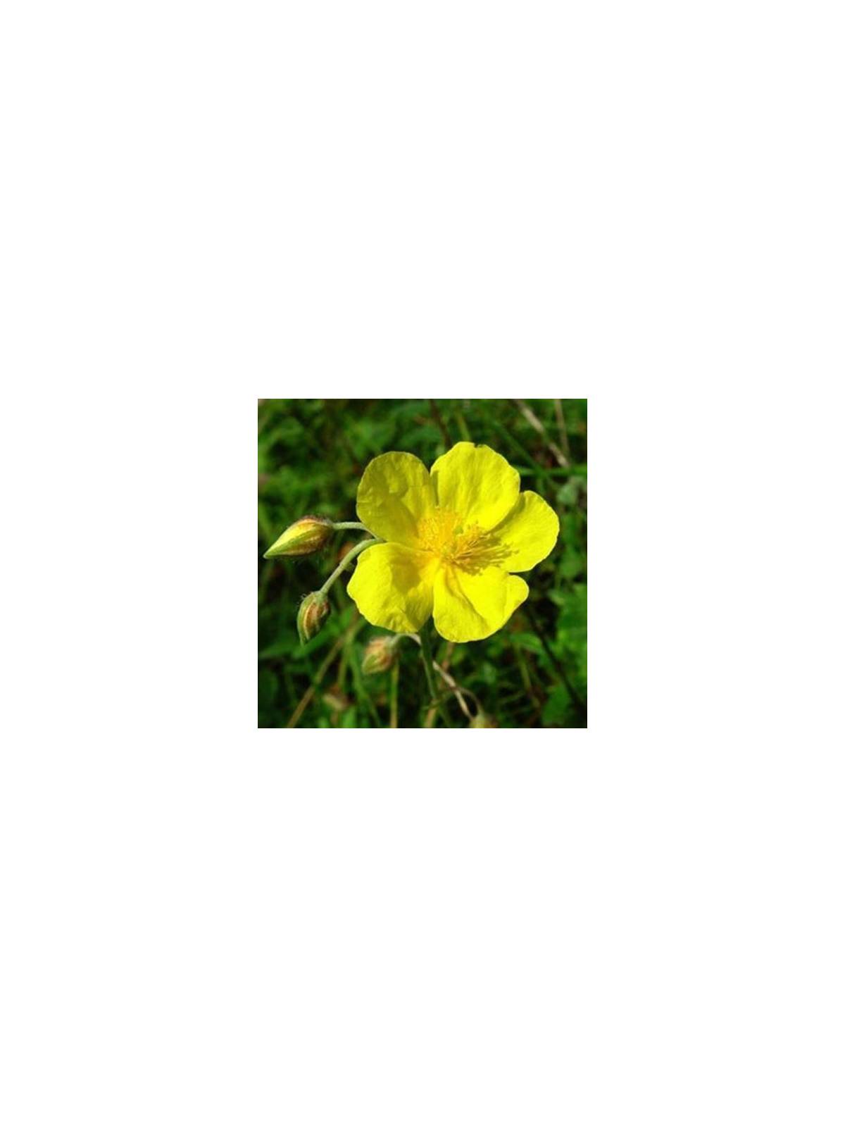 Rock Rose Nr. 26 original englische Bio Bachblüten  Sonnenrose