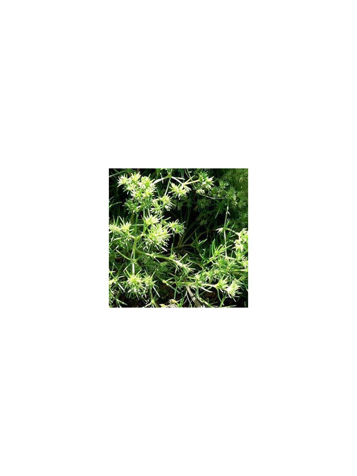 Scleranthus Nr. 28 Globuli Just´s BIO Bachblüten