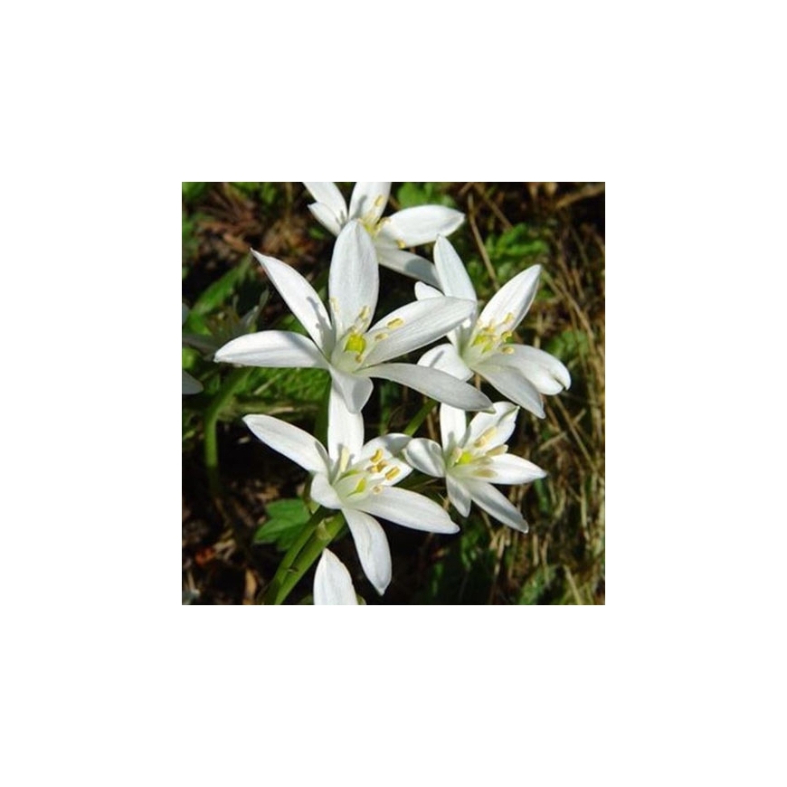 Star of Berthlehem no. 29 pillules Just's Organic Bach Flower Pillules
