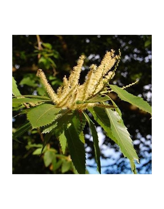 Sweet Chestnut Nr. 30 original englische Bio Bachblüten Edelkastanie