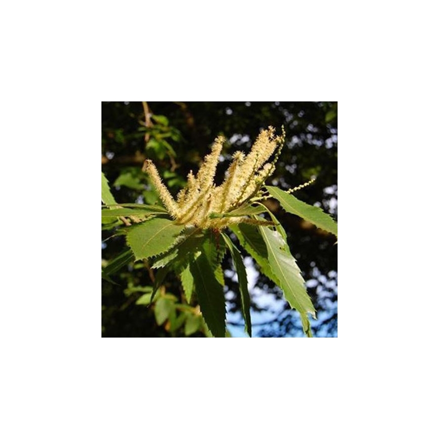 Sweet Chestnut no. 30 globules Just's Organic Bach Flowers
