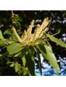 Sweet Chestnut no. 30 globules Just's Organic Bach Flowers