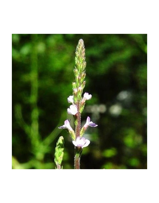 Globuli Vervain Nr. 31 Fiori di Bach BIO pillole/granuli