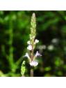 Vervain no. 31 globules Just's Organic Bach Flowers