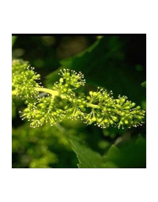 Vine Nr. 32 original englische Bio Bachblüten Weinrebe