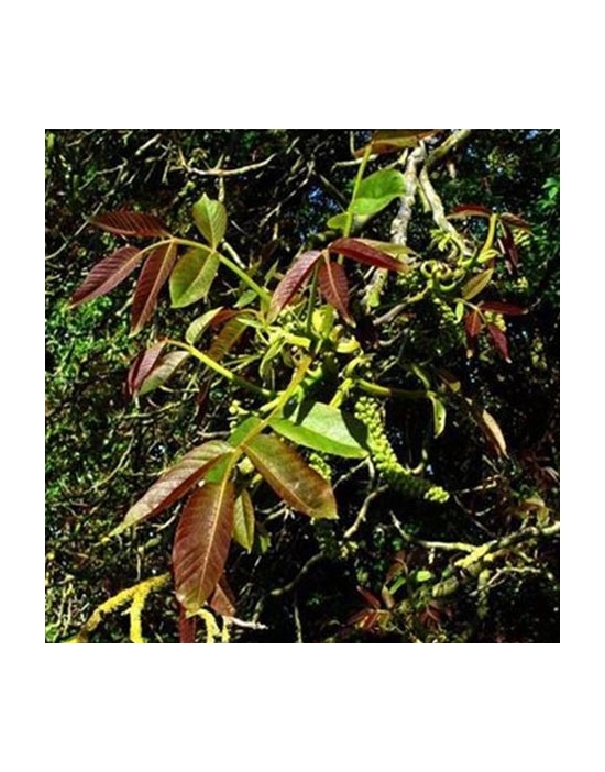 Walnut no. 33 globules Just's Organic Bach Flowers